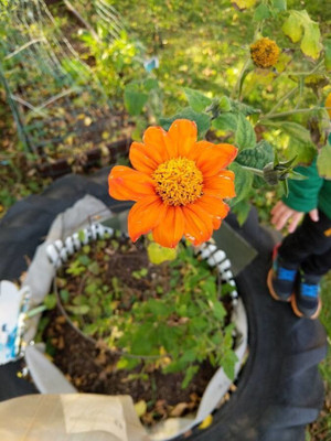 Quentova Tithonia Orange Flower Seed(50 per packet)