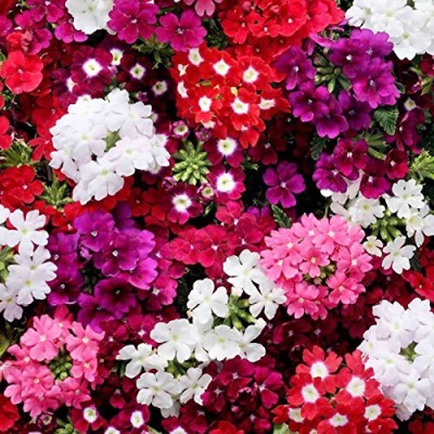 Aywal Verbena Hybrid variety Flower Seed(100 per packet)