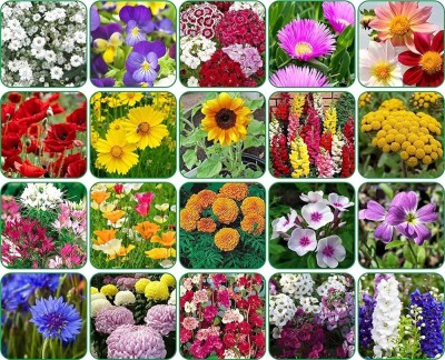 BISWAS All Season Flower Seeds, Combo Pack 45 Variety Flower Seed(1000 per packet)