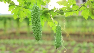 XOLDAA F1 BEST QUALITY BITTER GOURD SEEDS Seed(15 per packet)