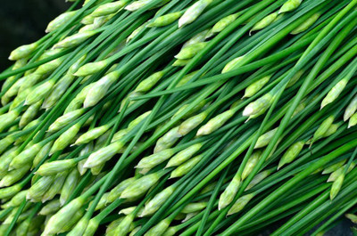 VibeX ® XXL-372 Garlic Chives Seeds Allium tuberosum Seed(500 per packet)