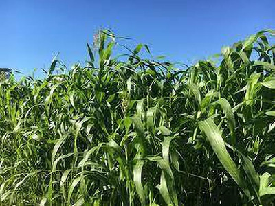 Cloud Farm Sudan grass seed, Seeds for sudan grass, Grass seeds for sudan, Grass seeds Seed(1000 per packet)