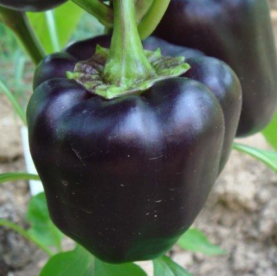 VibeX ® RXI-449 F1 Hybrid Capsicum Black Vegetable Seeds Seed(200 per packet)