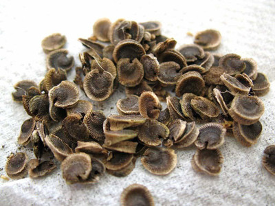 Lorvox Hollyhock Mix Flower Seed(16 per packet)