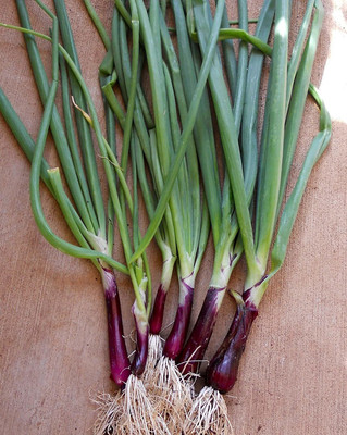 CYBEXIS Hybrid Spring Onion Seeds 4000 Seeds Seed(4000 per packet)