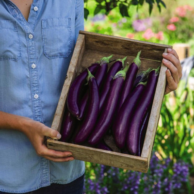 KNESSiN Abundant Yield Brinjal 'Violet Knight' For Planting (400 Seeds) Seed(400 per packet)