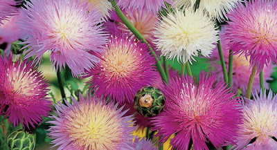 Aywal SWEET SULTAN IMPERIAL MIX Seed(70 per packet)