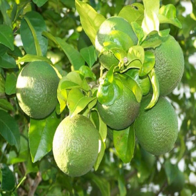 Aywal Mausambi Sweet Lemon Fruit - Citrus Limetta Seed(37 per packet)