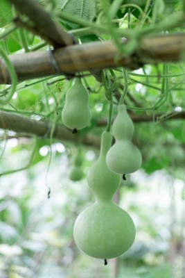 VibeX XL-63 - Bottle/Birdhouse Gourd (Lagenaria siceraria) - (300 Seeds) Seed(300 per packet)