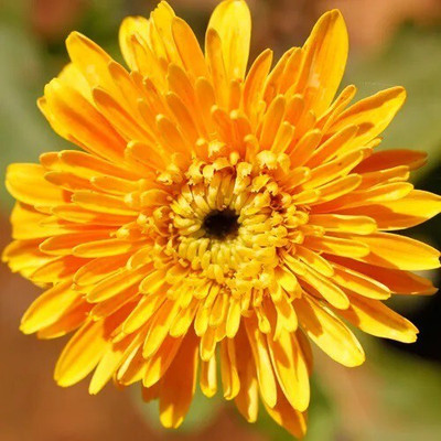 Quentova Chrysanthemum Flower-8H-XII Seed(50 per packet)
