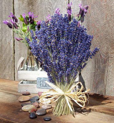 VibeX XL-97 - Lavender Officinalis - (750 Seeds) Seed(750 per packet)