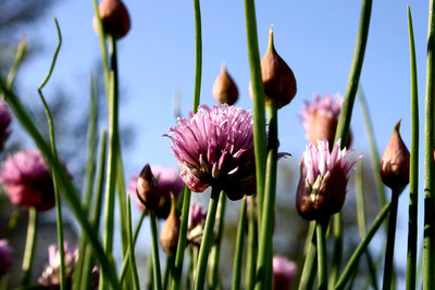 Qualtivate PUA-7A Giant Ball Onion Allium 'Millenium' Christophii Seed(500 per packet)