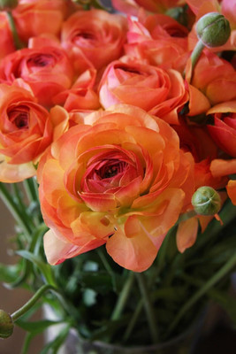 CRGO ROSE , GULAAB Seed(10 per packet)