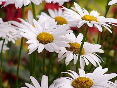 MAA Chrysanthemum Seed(35 per packet)