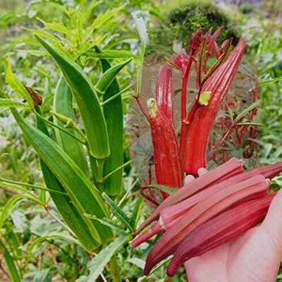 KNESSiN Okra Burgundy-{600 Seeds} Seed(600 per packet)