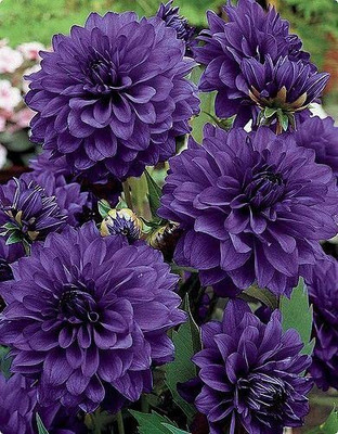 Aywal Harlequin Mix Bi-Color Dahlia Flower Seed(1 g)
