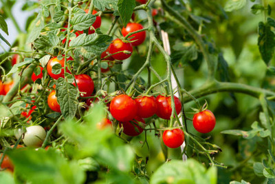 ADVAIT ABEER tomato Seed(100 per packet)
