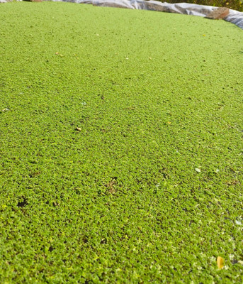 BDSresolve Lemna minor seeds II Azolla seeds for planting Seed(200 per packet)