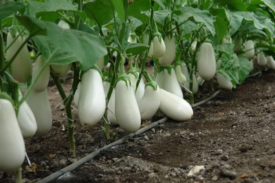 KNESSiN F1 Hybrid White Brinjal Seeds-[2gm] Seed(500 per packet)