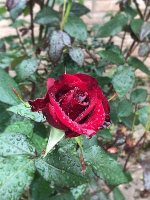 Qualtivate PUAS-4A Red Rose Flowers Seeds Seed(25 per packet)
