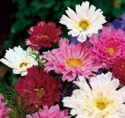 Qualtivate VXI-200 Cosmos - Double Click Mixed Seeds - High Germination Seed(25 per packet)