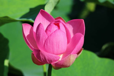 dorvik collections lotus,kamal gatta Seed(15 per packet)