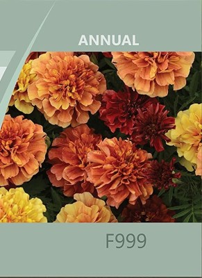 Qualtivate KGF -641 French Marigold Seeds Seed(500 per packet)