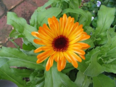 Lippy Organic Calendula Flower (Pot Marigold) Seed(100 per packet)