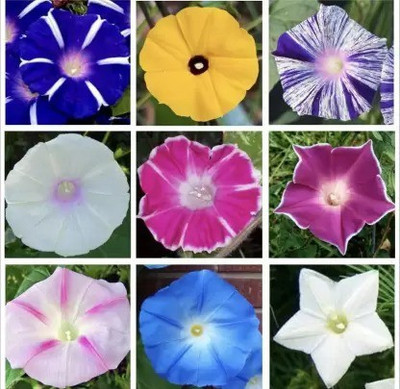 Aro Morning glory Seed(42 per packet)