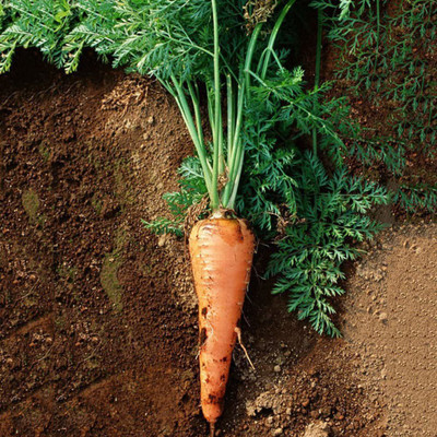CYBEXIS Organic Carrot Seeds4000 Seeds Seed(4000 per packet)