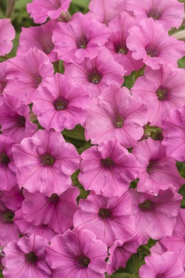 WHADE Supertunia Mini Vista Hot Pink Seed(70 per packet)