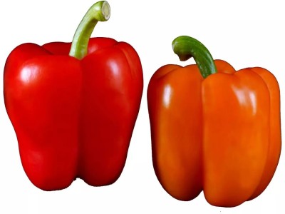 Kirat Organic Capsicum/Bell Pepper Seed(200 per packet)