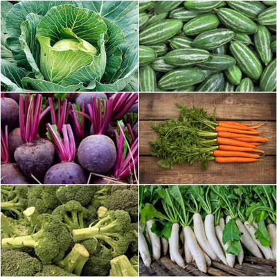 ibains All time vegetable seeds Seed(210 per packet)
