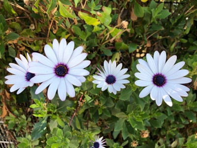 Lorvox F1 Hybrid Good Germination (Dimorphotheca) Seed(70 per packet)