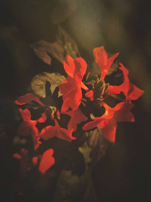 FRESHO kanakambaram-firecracker-crossandra Seed(39 per packet)