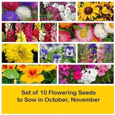 CYBEXIS Combo Set of 10 Flowering Seeds Seed(10 g)