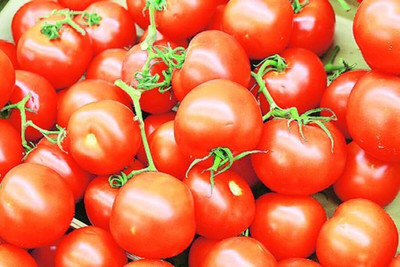 the green dotcom VNR Fresh Tamato Vegetable Hybrid Seed(50 per packet)