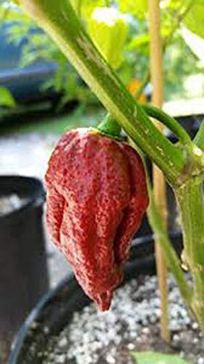 ActrovaX Rare Imported Bhut Jolokia Naga Jolokia Ghost Chilli Pepper [1gm Seeds] Seed(1 g)