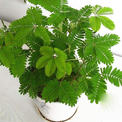 KNESSiN Mimosa Pudica Touch Me Not - Shy Sensitive Splendid [200 Seeds] Seed(200 per packet)