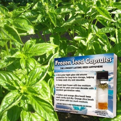 KNESSiN Culinary Herb Genovese Basil (Ocimum basilicum) in FROZEN CAPSULES[400 Seeds] Seed(400 per packet)