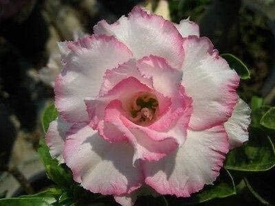 Qualtivate PUAS-404 Adenium Obesum Desert Rose Ploypakay Seed(30 per packet)