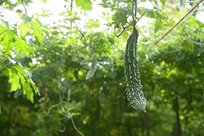 CHILLATAI KARELA | LONG BITTER GOURD | PAVAKKA Seed(12 per packet)