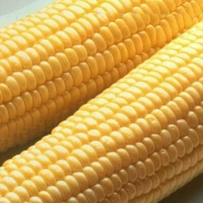 WILLVINE AMR -XI Honey Select Yellow Sweet Corn Seeds-[100g] Seed(400 per packet)