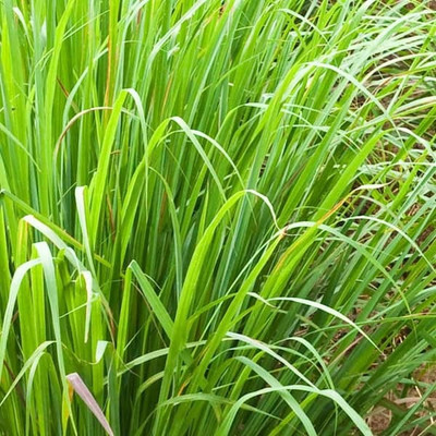 Mozette Organic lemon grass herb Seed(49 per packet)