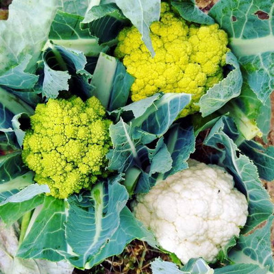 Treepoint white cauliflower,gobhee seeds Seed(45 per packet)