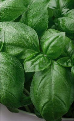 CYBEXIS XLR-6 - Genovese Basil - (4500 Seeds) Seed(4500 per packet)
