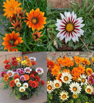 ibains Gazania seeds for gardening biij 41 Seed(41 per packet)