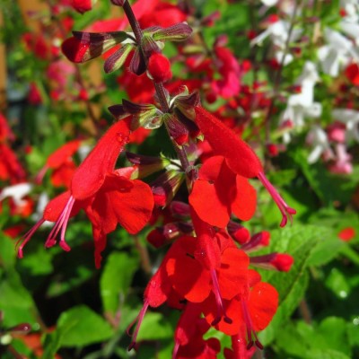 VINSEE Summer Jewel Red Salvia Plant (Garden Sage) Seed(100 per packet)