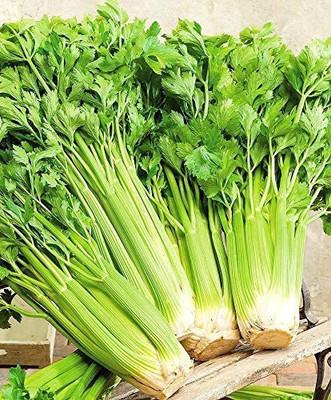 CYBEXIS KGF -71 - Celery Tall Utah - (750 Seeds) Seed(750 per packet)