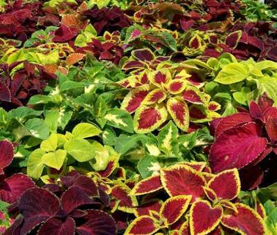 MYAT COLEUS WIZARD MIX Solenostemon Scutellarioides Seed(80 per packet)
